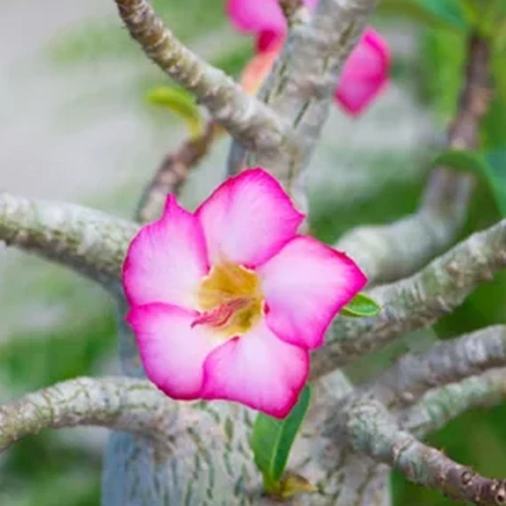 Adenium Baobab 'Thai Temple'