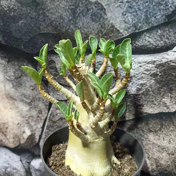 Adenium Baobab
