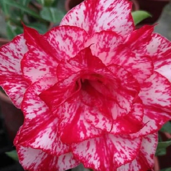Adenium Obesum 'Smoke'