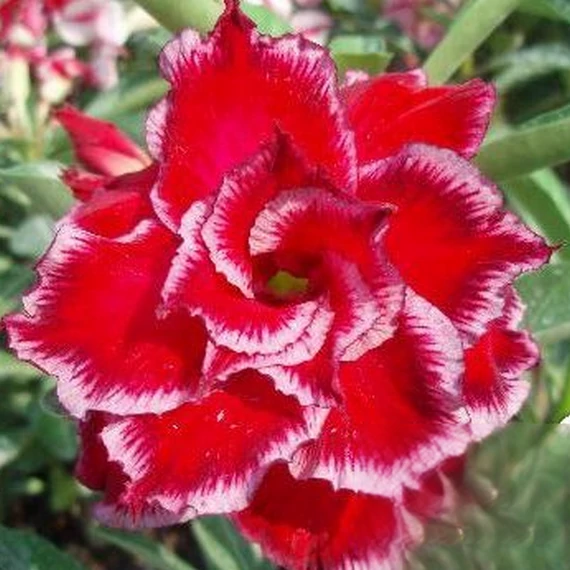 Adenium obesum 'Sakura'
