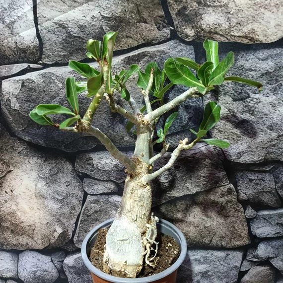 Adenium Obesum rózsaszín, levélzet nélkül