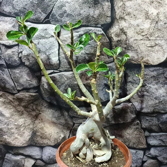 Adenium Obesum bonsai (piros)