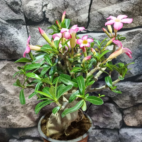 Adenium obesum rózsaszín