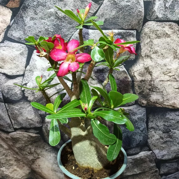 Adenium obesum piros, levélzet nélkül