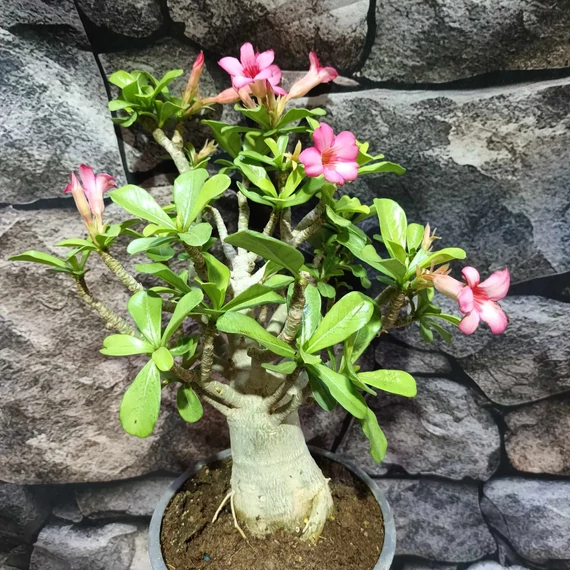 Adenium obesum hybrid rózsaszín