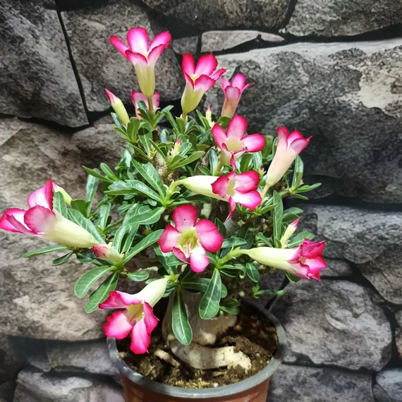 Adenium obesum apró levél, piros/rózsa