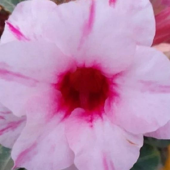 Adenium obesum 'Sunlight'