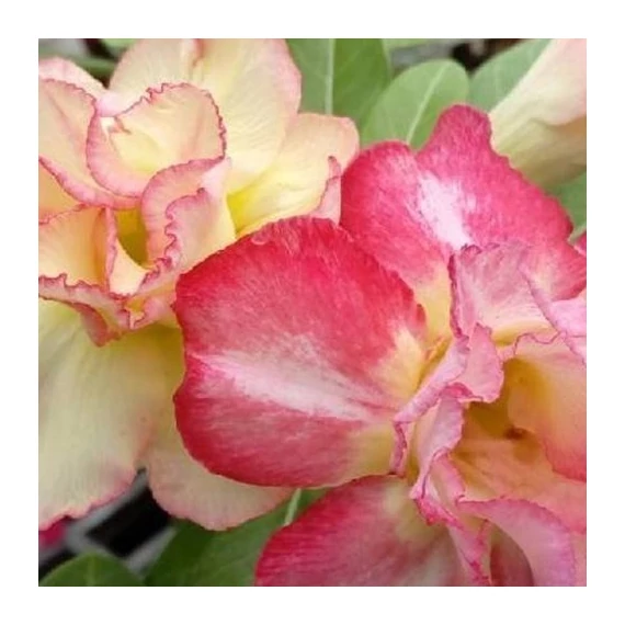 Adenium obesum 'Magic'