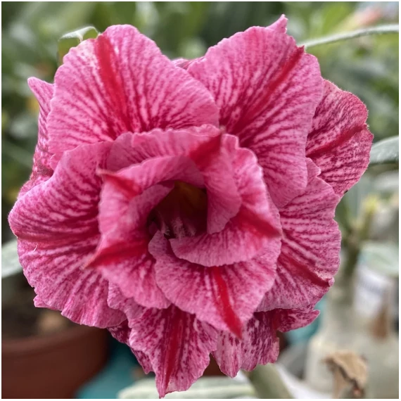 Adenium obesum 'Treasures'