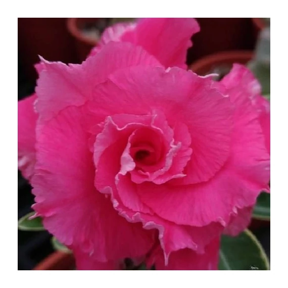 Adenium Obesum 'Icing on the Cake'