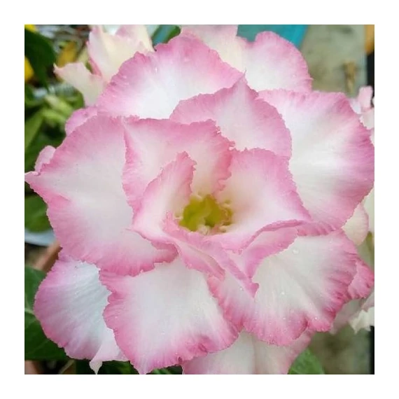 Adenium Obesum 'Joe'