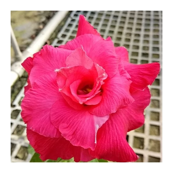 Adenium Obesum 'Ponyo'
