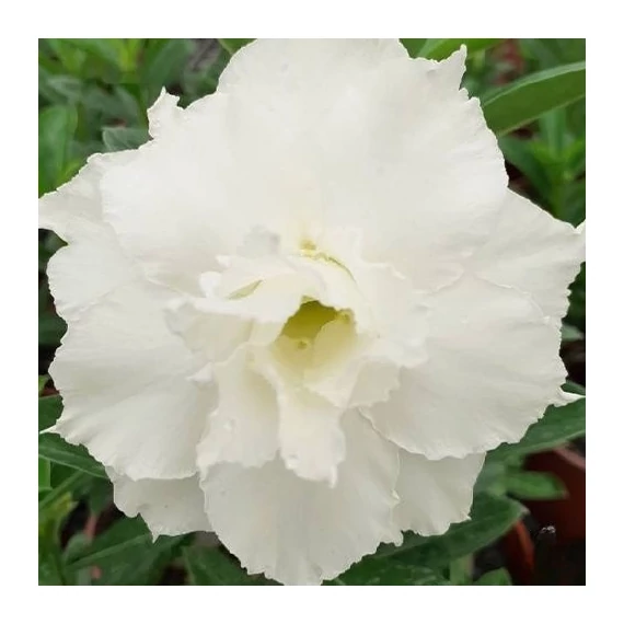 Adenium Obesum 'Snow Beauty'