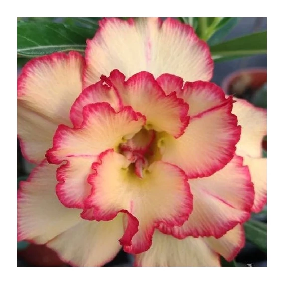 Adenium Obesum 'Sun'
