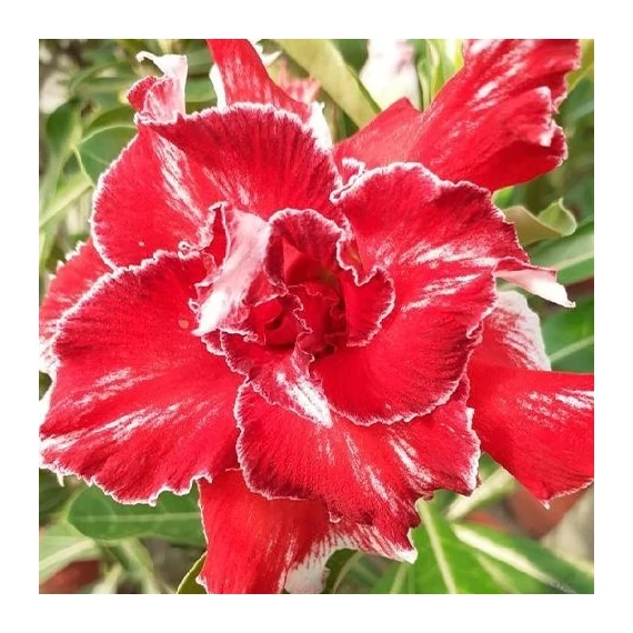Adenium Obesum 'Tang'