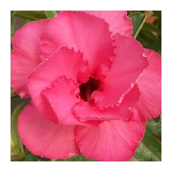 Adenium Obesum 'Tipsy Peach'