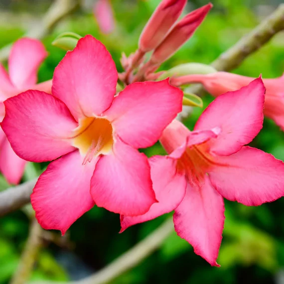Adenium obesum magonc