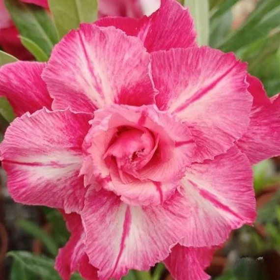 Adenium obesum 'Rose Queen'