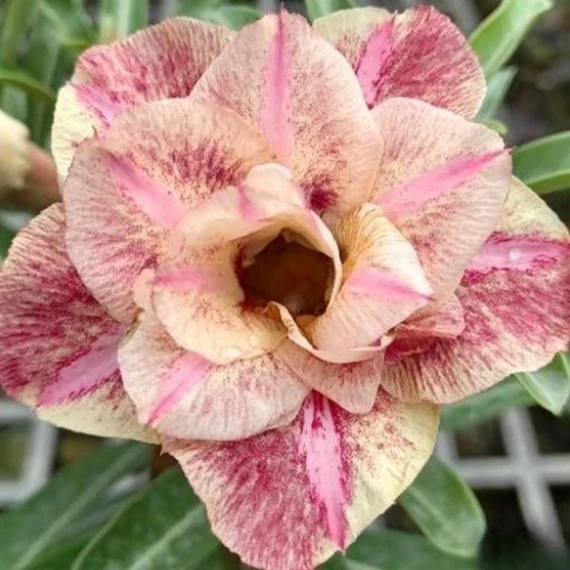 Adenium obesum 'Anka'