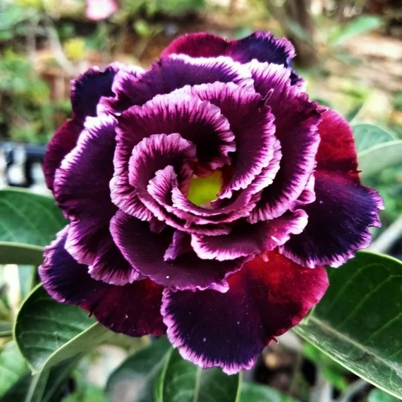 Adenium obesum 'Blue Phoenix'
