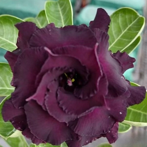 Adenium obesum 'Black Knight'