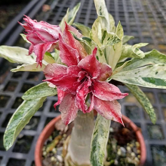 Adenium obesum 'Butterfly' Adenium obesum 'Butterfly'