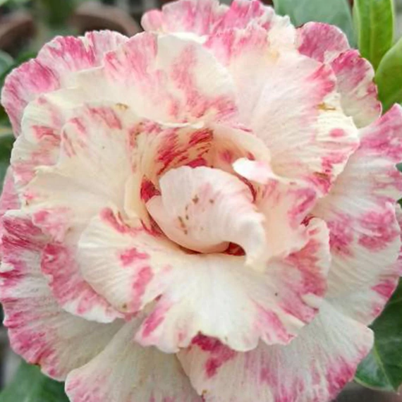 Adenium obesum 'Ice' Adenium obesum 'Ice'
