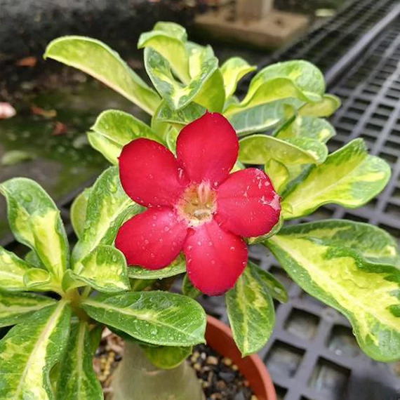 Adenium obesum 'Red' Adenium obesum 'Red'