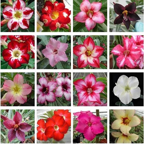 Adenium obesum kihajtott alany, vegyes színben (értékcsökkent) Adenium obesum kihajtott alany, vegyes színben (értékcsökkent)