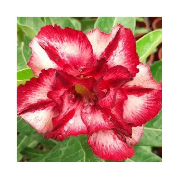 Adenium Obesum 'Ray'