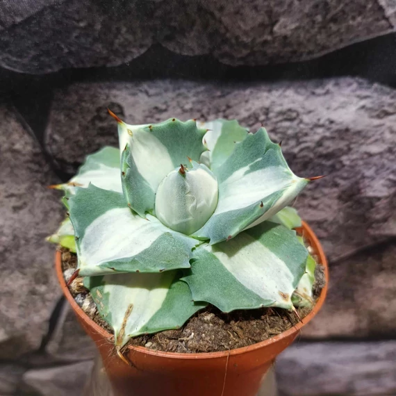 Agave potatorum cv. Ouhi-Raijin variegata