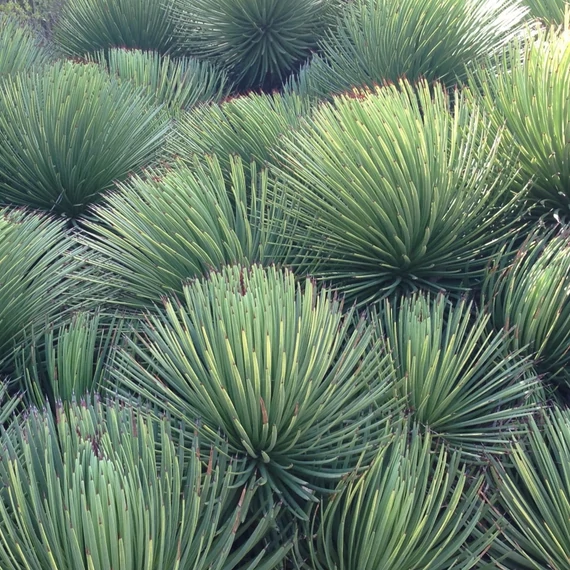 Agave stricta 'Nana'