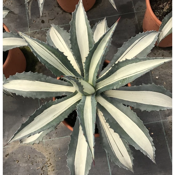 Agave 'Mediopicta Alba' értékcsökkent, esztétikai hibás