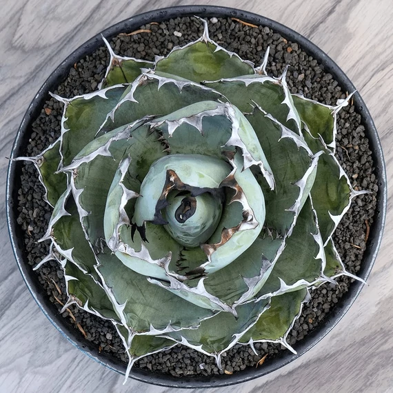 Agave titanota 'Blue Ball'