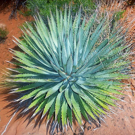 Agave utahensis