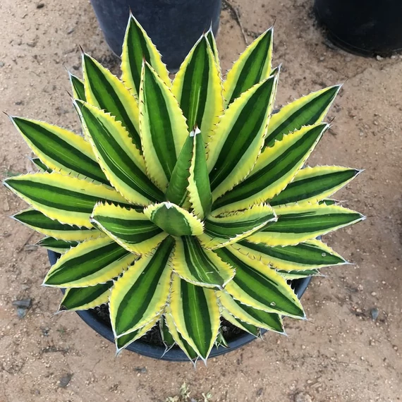 Agave lophantha 'Quadricolor'