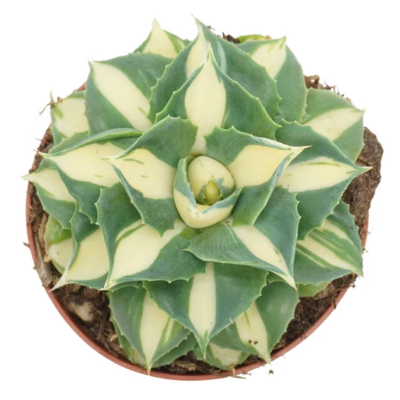 Agave potatorum 'Gold'