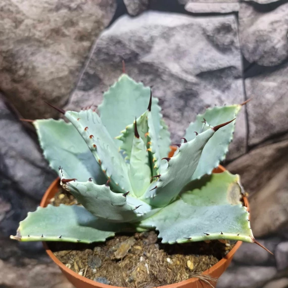 Agave potatorum