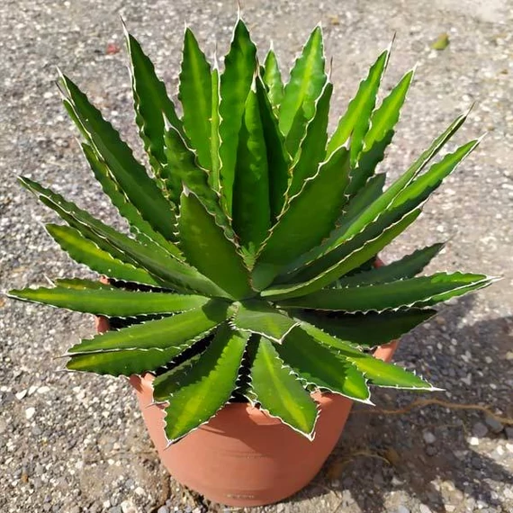 Agave lophantha
