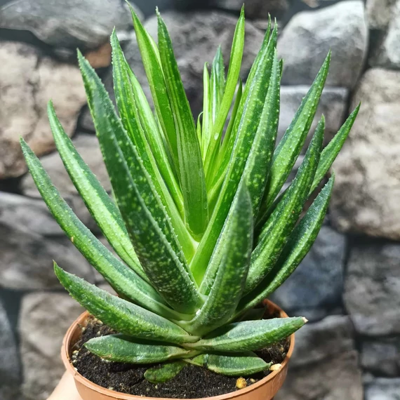 Gasteraloe variegata