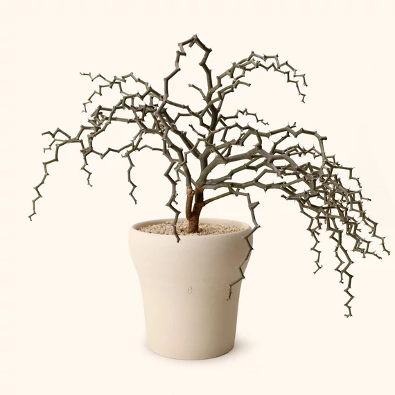Decarya madagascariensis
