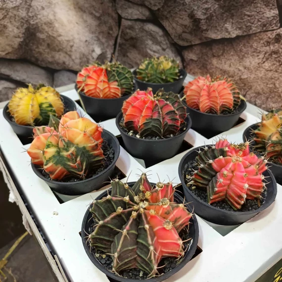 Gymnocactus Variegata