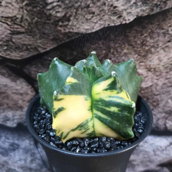 Astrophytum myriostigma variegata