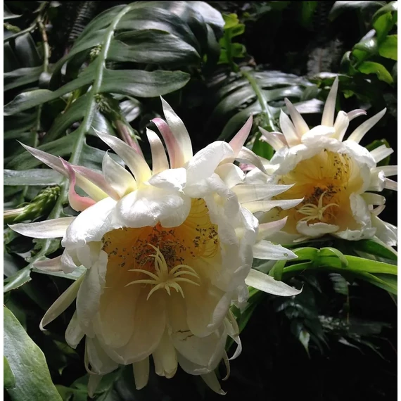 Epiphyllum chrysocardium 'Fishbone'