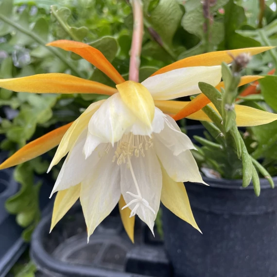Epiphyllum anguliger