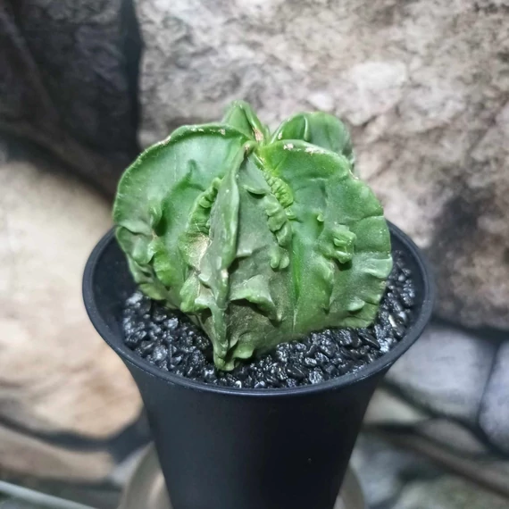 Astrophytum myriostigma "Fukuryu"