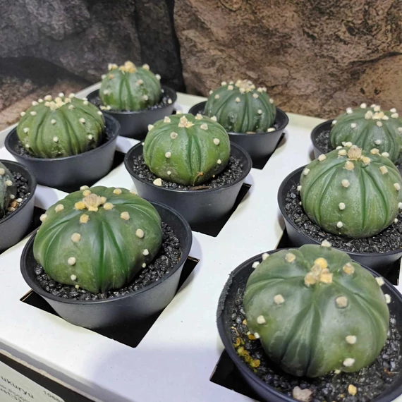 Astrophytum Asterias "Fukuryu"