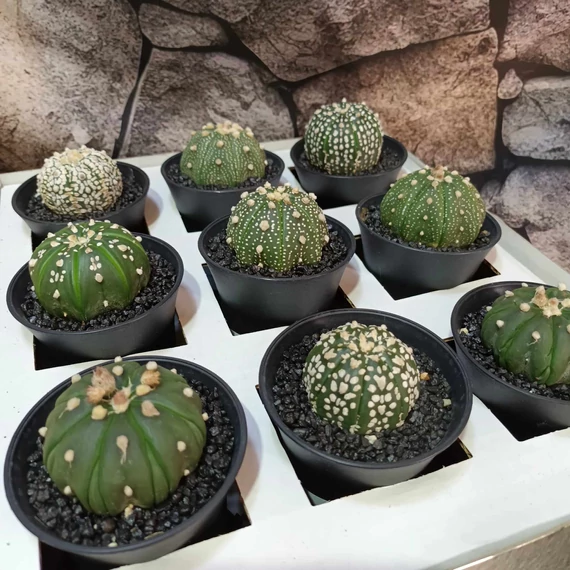 Astrophytum Asterias