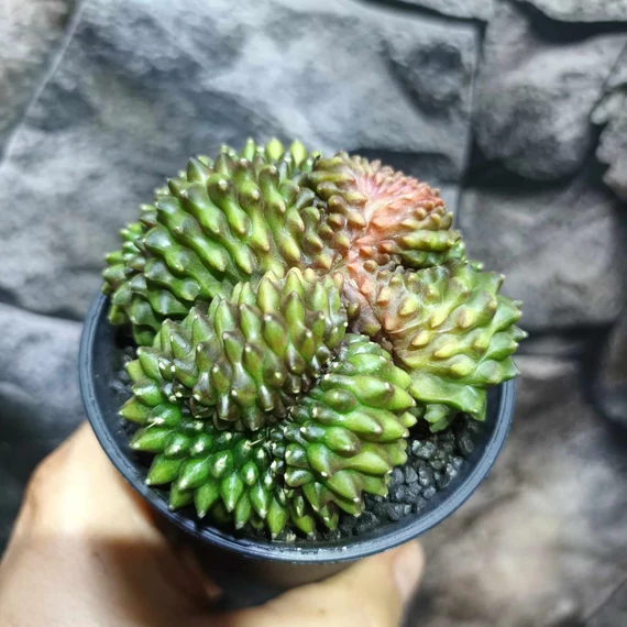 Gymnocactus Spineless "Crested"