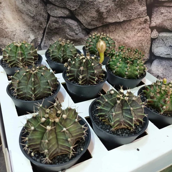 Gymnocactus 'T-Rex Hybrid'